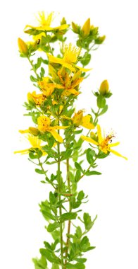 St John's wort çiçek beyaz arka plan üzerinde izole.