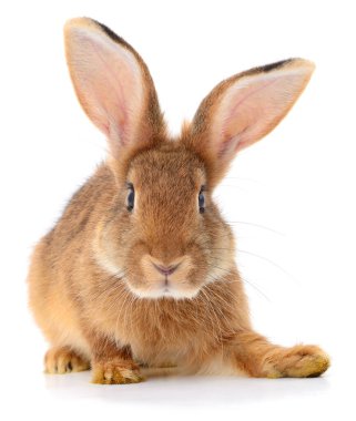 Beyaz arka planda küçük kahverengi tavşan..