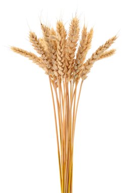 Beyaz arkaplanda yalıtılmış buğday kulakları.