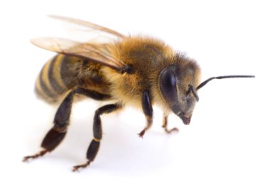 Beyaz arkaplanda izole edilmiş bir arının yakın çekim görüntüsü 