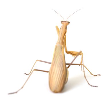 Beyaz arka planda duran kahverengi peygamber devesinin makro dikiz görüntüsü, detaylı böcek fotoğrafçılığı, izole edilmiş vahşi yaşam makro çekimi