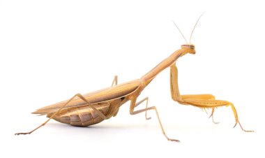 Beyaz arka planda duran kahverengi peygamber devesinin yakın plan görüntüsü, yalıtılmış böcek makro fotoğrafı.