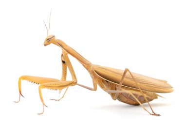 Kahverengi peygamber devesi, beyaz üzerine izole edilmiş, yırtıcı böceğin dokusunu ve duruşunu gösteriyor, yüksek çözünürlüklü makro fotoğrafçılık.