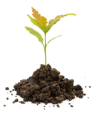 Koyu toprak yığınından yeni yapraklar çıkan küçük yeşil filizin yakın plan görüntüsü, beyaz arka planda izole edilmiş, büyüme, ekoloji ve doğa kavramı