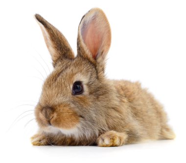 Beyaz arka planda yumuşak kürklü sevimli kahverengi bir tavşanın yakın plan görüntüsü, ev yapımı tavşan portresi, ayrıntılı bıyıklar ve dik kulaklar görünür.