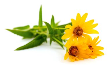 Yeşil yapraklı bir bukete yerleştirilmiş parlak sarı çiçekler, beyaz bir arka planda izole edilmiş, güzelliği, tazeliği ve yazı simgeliyor..