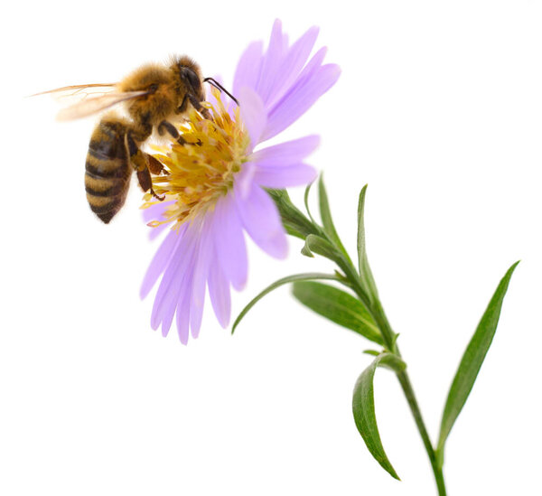 A honey bee collecting nectar from a purple flower on a white background, close-up macro photography