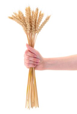 Beyaz arka planda izole edilmiş bir avuç altın buğday kulağını tutan bir insan eli, hasat, tarım ve doğal gıda üretimini simgeliyor..