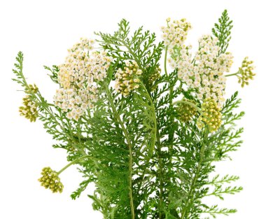 Beyaz çiçekleri ve yeşil tüylü yaprakları olan, bitkisel tıp ve bahçecilikte kullanılan, beyaza izole edilmiş, ortak kireç kuşağının (Achillea millea millefolium) yakın çekimi.