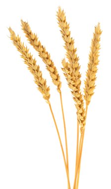 Beyaz arka planda izole edilmiş altın buğday kulakları, olgun tahıl ürünleri, tarım ve gıda, tahıl ve tarım tasarımı kullanımı için hasat konseptine yakından bakmak