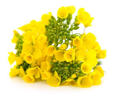 Beyaz arka planda izole edilmiş parlak sarı kolza tohumu çiçekleri. Tarım, biyoyakıt üretimi, pişirme yağı ve doğa kavramlarında kullanılan kanola çiçekleri. Bahar çiçeğinin ve kırsal arazinin sembolü.