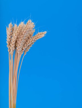 Parlak mavi arka planda izole edilmiş altın buğday kulakları. Tarım, tarım, hasat, gıda üretimi, organik ekinler ve doğal arka plan kavramları için mükemmel