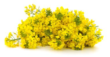 Taze sarı kolza tohumu çiçekleri beyaz arka planda izole edilmiş Brassica napus, petrol üretimi, tarım konsepti, doğal güzellik ve kırsal yaşam için kullanılan parlak çiçek bitkisi