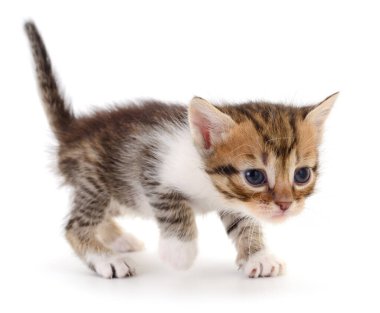 Beyaz pençeleri olan sevimli küçük tekir kedicik beyaz bir arka planda tek başına duruyor. Evcil hayvan, hayvan, şirinlik, veterinerlik ve ev hayatı konuları için mükemmel.