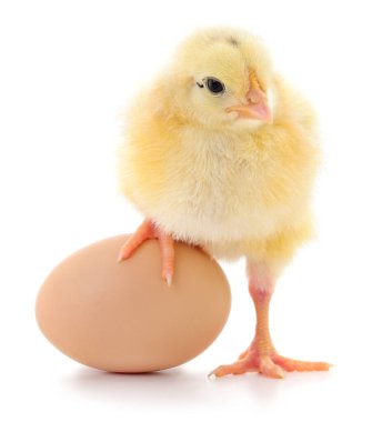 Beyaz arka planda bir yumurtanın yanında duran tüylü sarı civciv doğum, yaşam döngüsü ve Paskalya 'yı simgeliyor..
