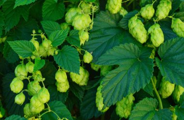 Humulus lupulus bitkisi yapraklı taze yeşil kozalak. Bira imalatı, tarım, bitkisel tıp, doğal arka plan ve organik tarım kavramları için ideal