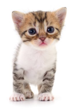 Beyaz arka planda yalnız duran sevimli küçük kedi yavrusu, masumiyet sembolü, çocukluk ve evcil hayvanlar, hayvan temaları, aile hayatı ve reklam için mükemmel.
