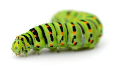 Kırlangıç kelebekli yeşil tırtıl Papilio machaon beyaz arka planda siyah ve turuncu işaretler, makro böcek vuruşları yakın çekim