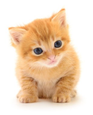 Beyaz arka planda izole edilmiş parlak mavi gözlü sevimli kızıl kedi yavrusu tüylü ve pembe Nos 'lu sevimli evcil kedi portresi.