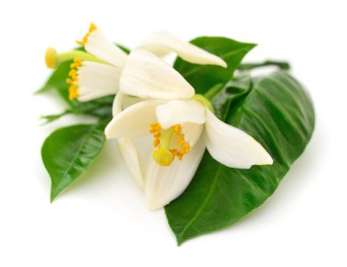 Beyaz arka planda taze yeşil yaprakları olan narenciye çiçeğini kapatın. Beyaz yapraklı, sarı pullu, doğal botanik kabuklu güzel kokulu çiçek.