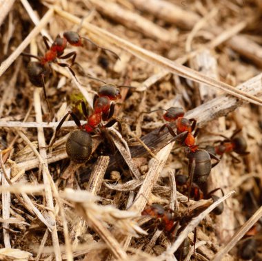 Kırmızı ahşap karınca grubunun Macro 'su doğal orman habitatında toprak ve kuru çimenler üzerinde sürünüyor. Kırmızı ve siyah vücutlu yabani böcekler, takım çalışması, ekoloji, biyolojik çeşitlilik ve entomoloji kavramları