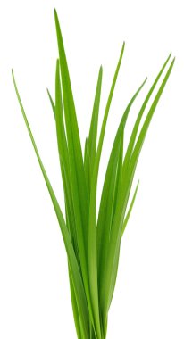 Beyaz arka planda izole edilmiş taze yeşil çimen yapraklarını kapatın. Uzun, dar bıçaklara sahip genç bahar bitkisi, büyümenin, doğanın, ekolojinin, sağlığın ve doğal gıdanın sembolü.