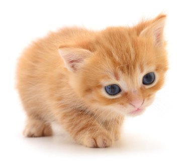 Adorable ginger kitten with fluffy fur and blue eyes isolated on white background, small domestic baby cat close-up, curious and sweet pet portrai
