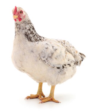 Close-up of domestic chicken Gallus gallus domesticus with speckled white and black feathers isolated on white background, farm poultry bird standing uprigh
