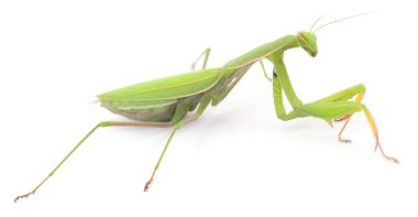 Close-up of green praying mantis insect isolated on white background, side view with details of long legs, folded forearms and triangular hea