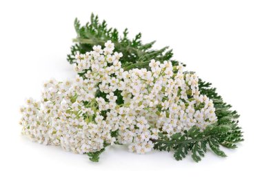 Close up of white yarrow flowers with green leaves isolated on white background, medicinal herb Achillea millefolium used in herbal medicine and natural remedie
