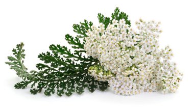 Close up of white yarrow flowers with green leaves isolated on white background, medicinal herb Achillea millefolium used in herbal medicine and natural remedie