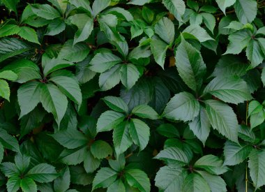 Close up of lush green leaves of Virginia creeper plant, Parthenocissus quinquefolia foliage background, natural texture for garden design, landscaping, ornamental climbing vin