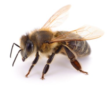 Bal arısı tarafının beyaz arka planda izole edilmiş Macro fotoğrafı. Apis mellifera 'nın ayrıntılı görüntüsü kanatları, gözleri ve vücut yapısını gösteriyor. Tozlaşma, doğa ve vahşi yaşam kavramı