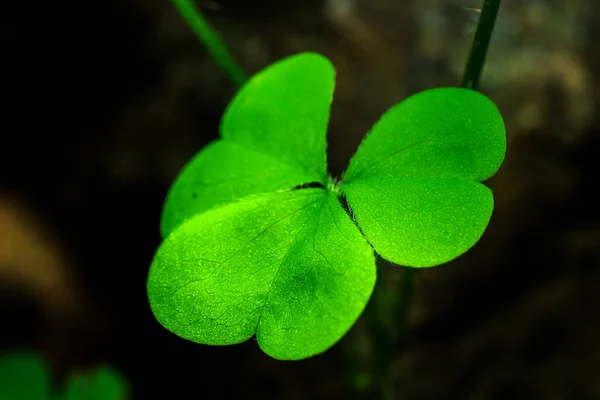 シャムロックマクロ3葉のクローバー深い緑 — ストック写真