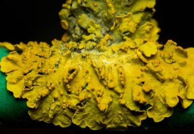 Doğal ışık altındaki liken makro fotoğrafçılığı, makro çekim.