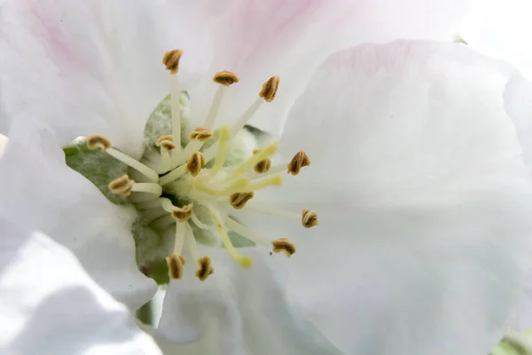 Äpple Blomma Makro Naturligt Ljus — Stockfoto