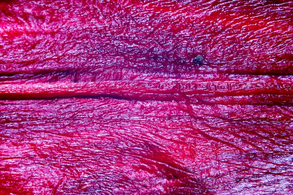 Fondo Textura Pétalo Tulipán Sol Macro Shot — Foto de Stock