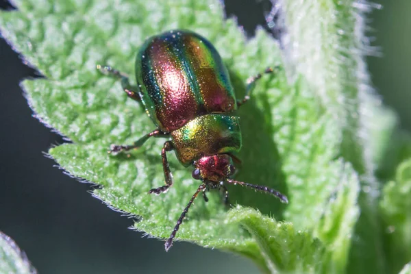 Yeşil bir yaprak üzerinde parlak veya berrak yaprak böceği, Chrysolina fastuosa, Macro shot, vahşi doğada doğal aydınlatma