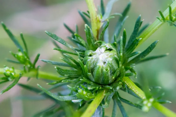 Junge Blüten Knospen Und Triebe Von Wildem Cannabis Makrofotografie — Stockfoto