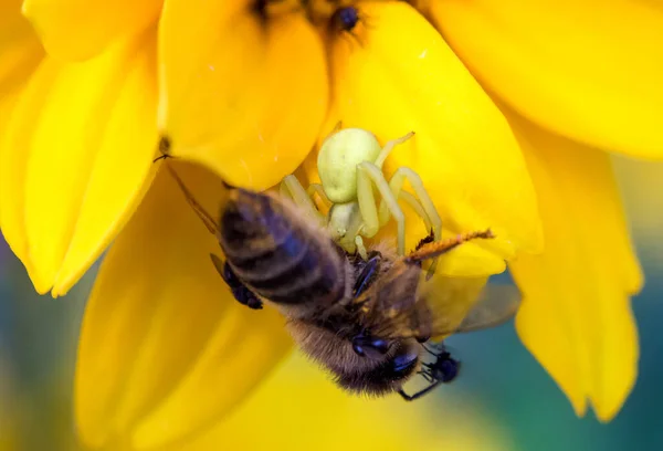 Αράχνη Καβούρι Thomisidae Θηρεύονται Μια Ενήλικη Μέλισσα Ένα Κίτρινο Λουλούδι — Φωτογραφία Αρχείου
