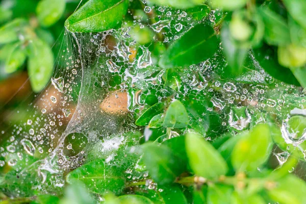 Drops Water Rain Spider Web Green Foliage Outdoors — Stock Photo, Image
