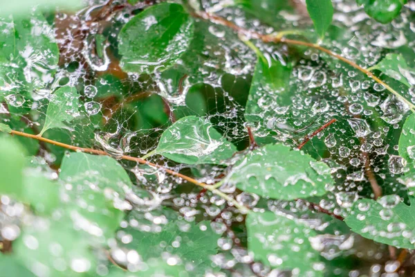 Kapky Vody Dešti Pavučinu Zeleném Listí — Stock fotografie