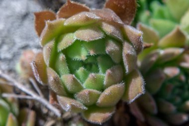 Yeşil ve kırmızı kıllı yapraklı sulu, makro shot.