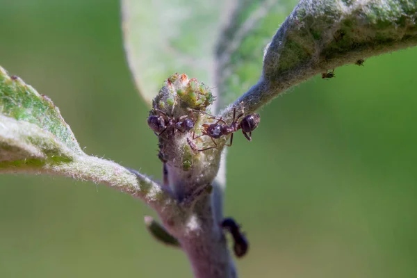 ant caring for aphids, symbiosis of insects in their natural habitat, farm relations between ants and aphids