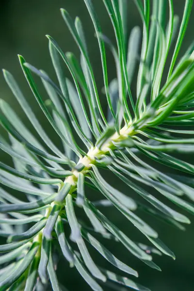Taze Noel Ağacı Iğneleri Makro Doğal Işıkta Soyut Doğa — Stok fotoğraf