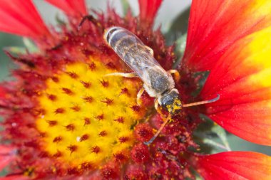 Close-up of an alfalfa leafcutter bee, Megachile rotundata, on a yellow-red flower clipart
