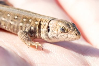Sandy ya da sıradan kertenkele, Lacerta agilis, güneşte bir elde, makro