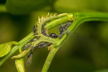 Yaprak biti, Aphidoidea, yeşil bir bitki sapı, makro