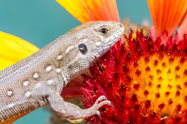 Kum ya da sıradan kertenkele, Lacerta agilis, güneşte bir çiçek, makro