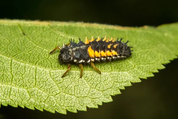Uğur böceği larvası, Coccinellidae, yeşil yapraklı, makro